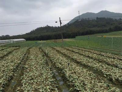 種植基地